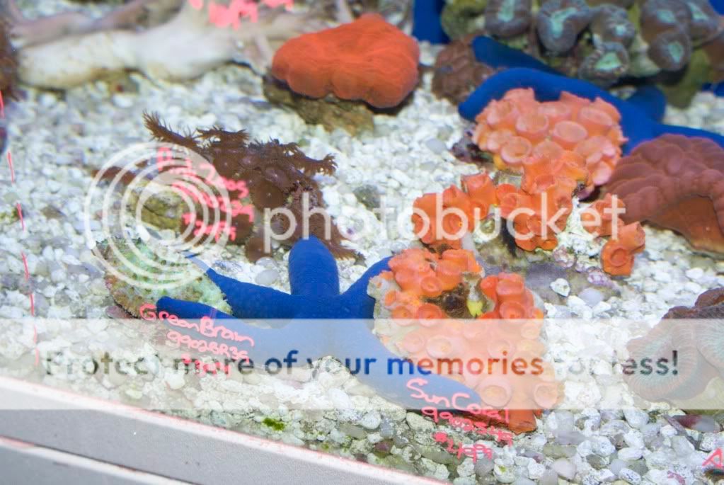 A Photo tour of DFW fish stores! Gallery PNWMAS